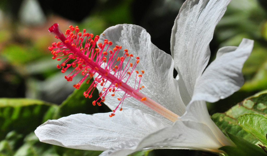 Крупный белый гибискус макросъемка