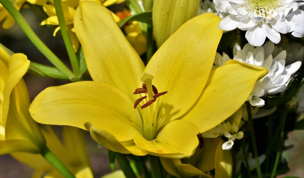 Крупные желтые лилии в букете с хризантемами