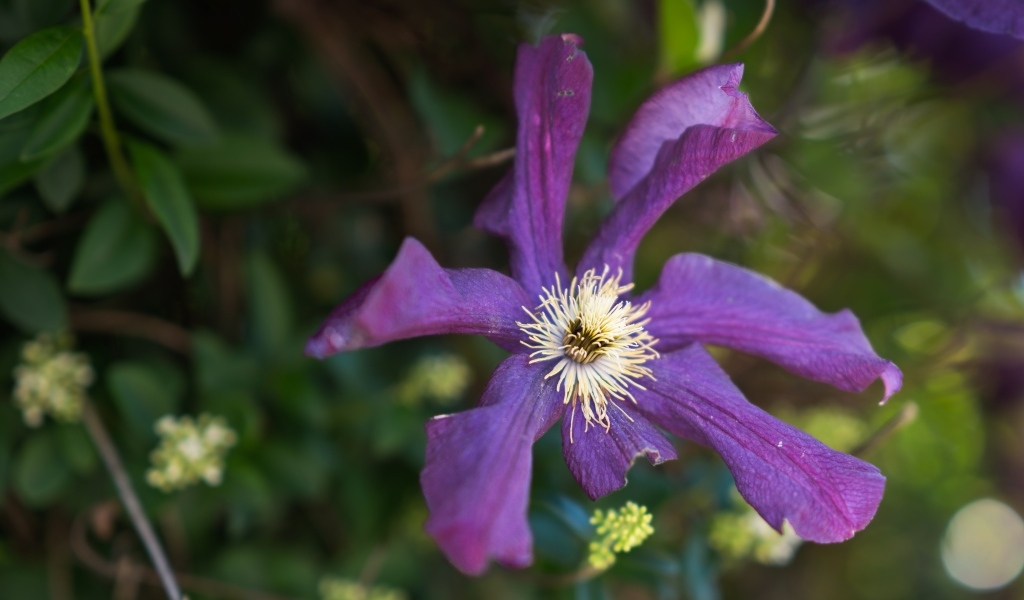 Сиреневый цветок садового клематиса