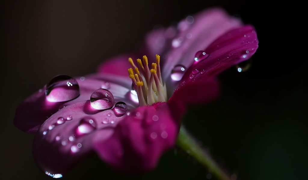 Сиреневый цветок с каплями воды крупным планом