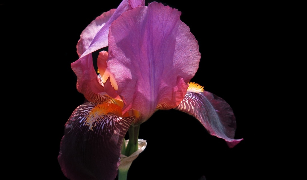 Сиреневый цветок ириса на черном фоне