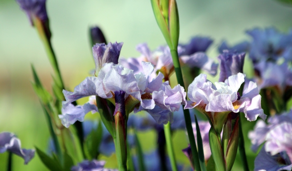 Много синих садовых цветов ириса