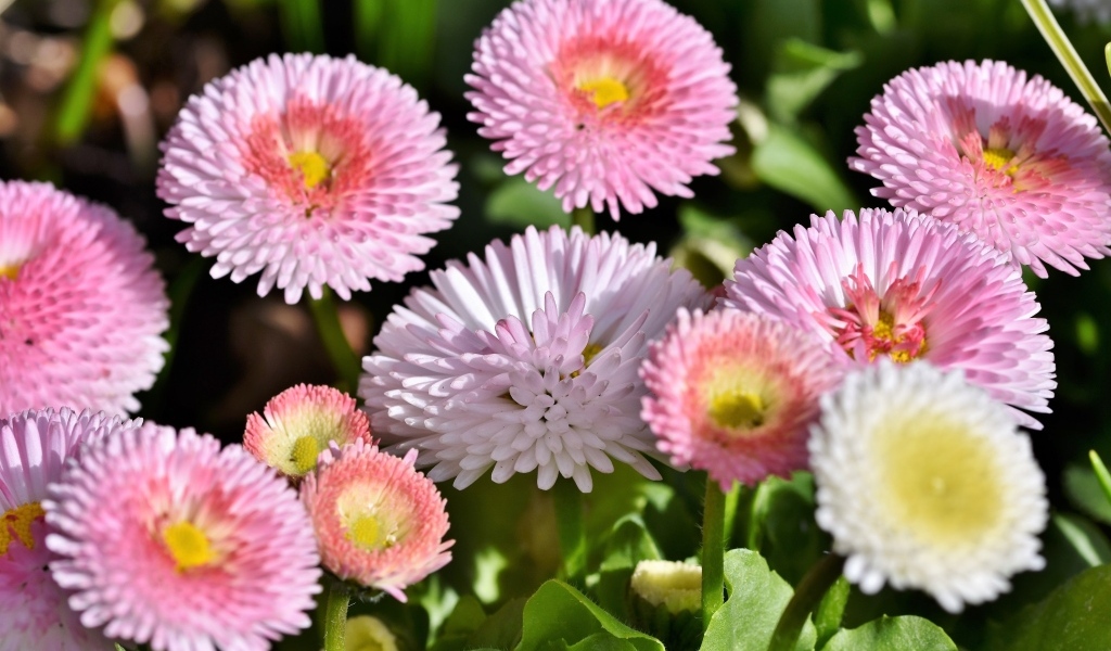 Много розовых маргариток крупным планом