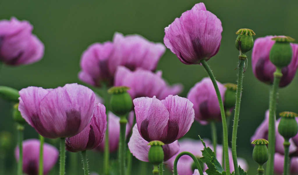 Много розовых маков на поляне