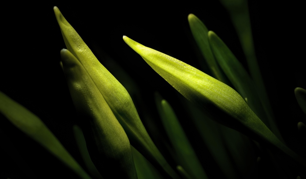 Бутоны нарциссов на черном фоне