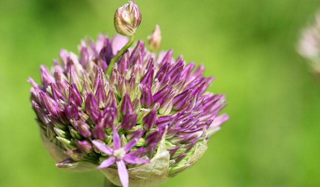 Цветок лука на зеленом фоне