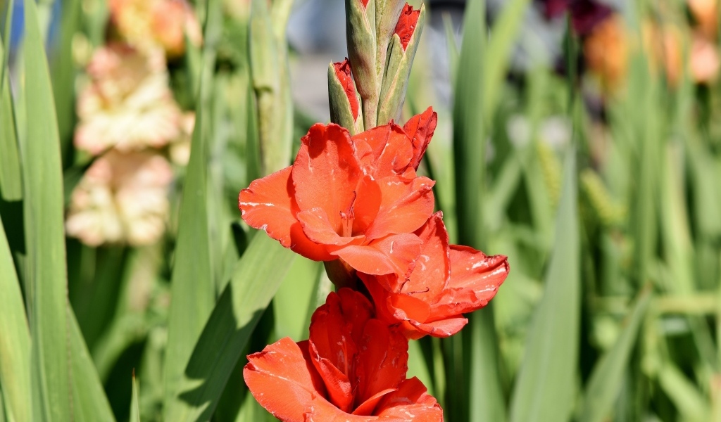 Распускающиеся красные ароматные цветы гладиолуса