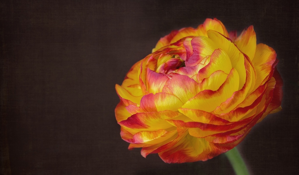 Оранжевый цветок лютика крупным планом на сером фоне