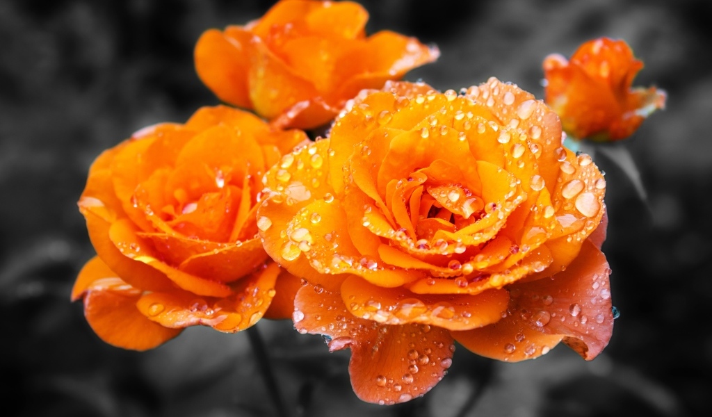 Оранжевые розы в каплях воды