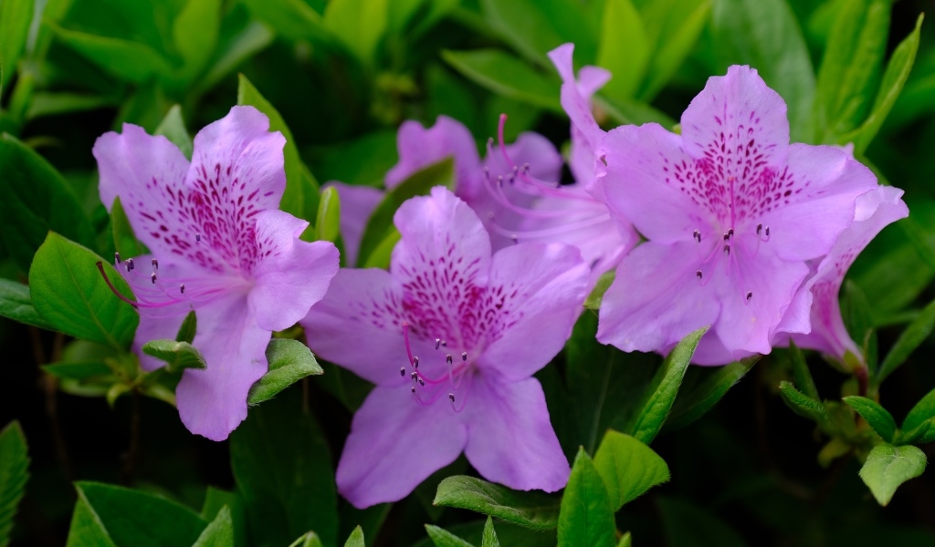 Розовые цветы азалии в зеленых листьях