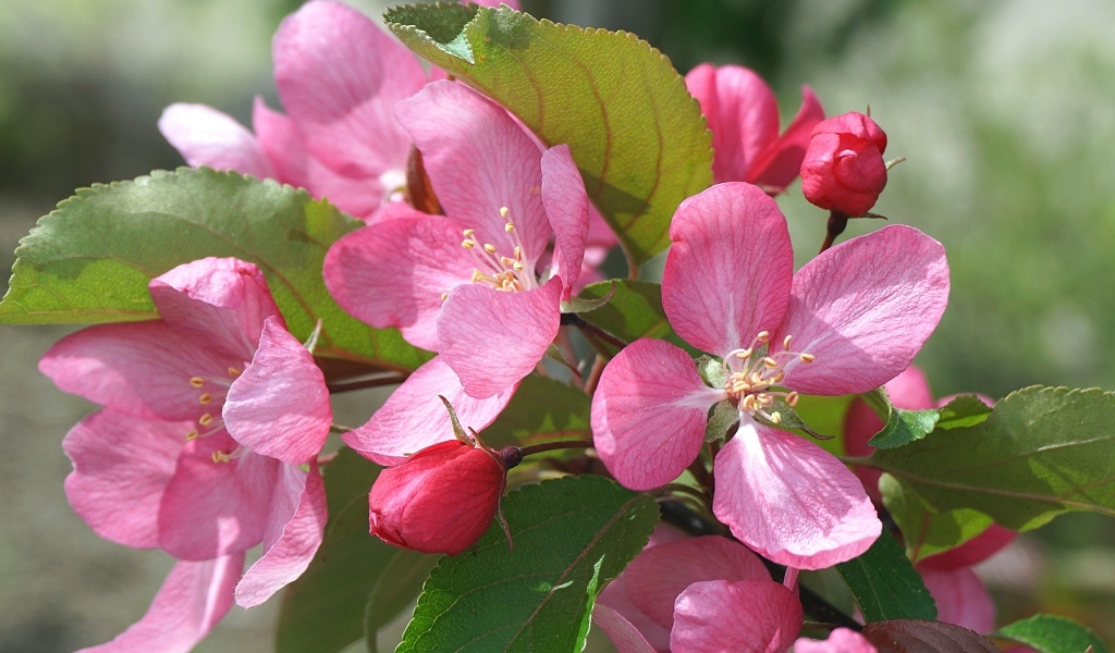 Розовые цветы яблони на дереве весной