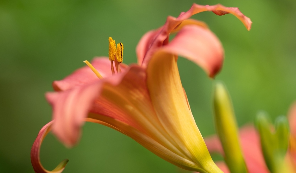 Розовый цветок лилейника на зеленом размытом фоне