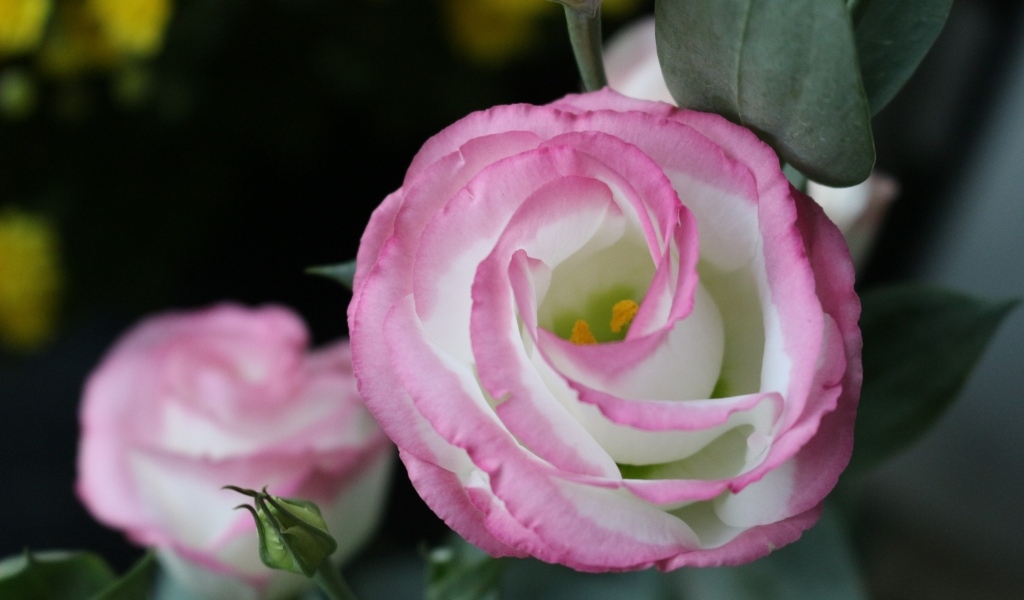 Розовые цветы эустома крупным планом