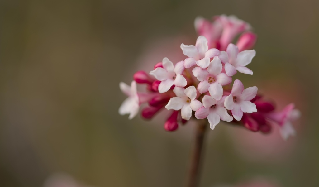 Розовые цветы калины Фаррера