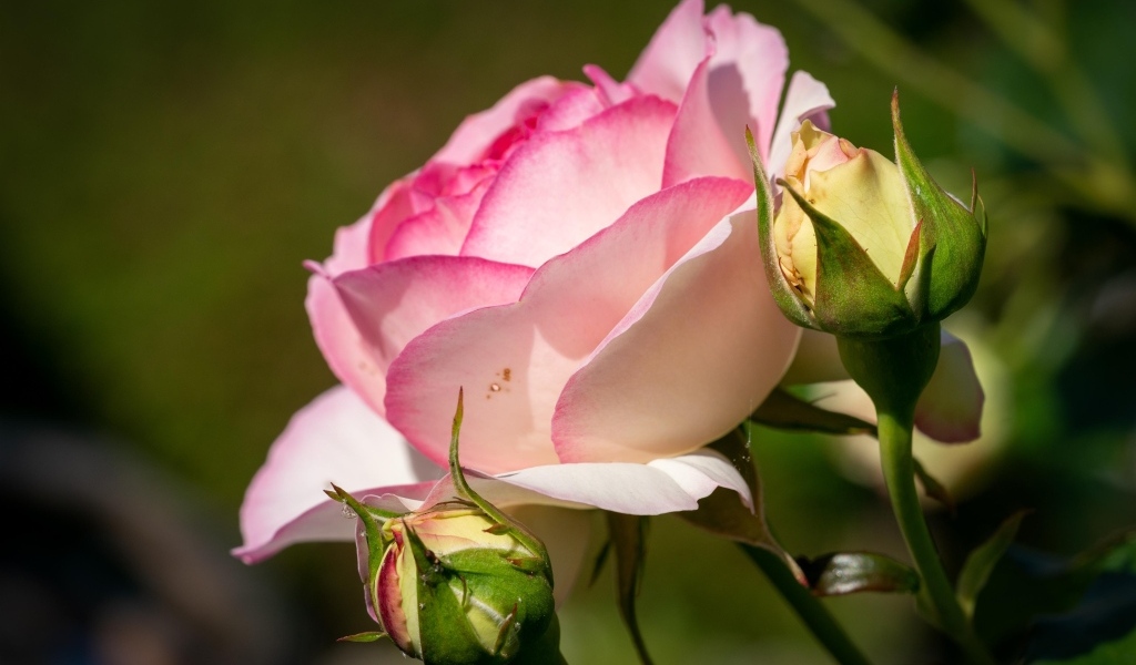 Розовая садовая роза с бутонами в лучах солнца