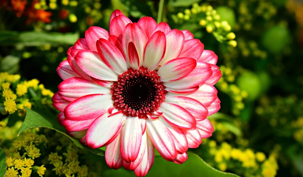 Розовая гербера крупным планом на клумбе