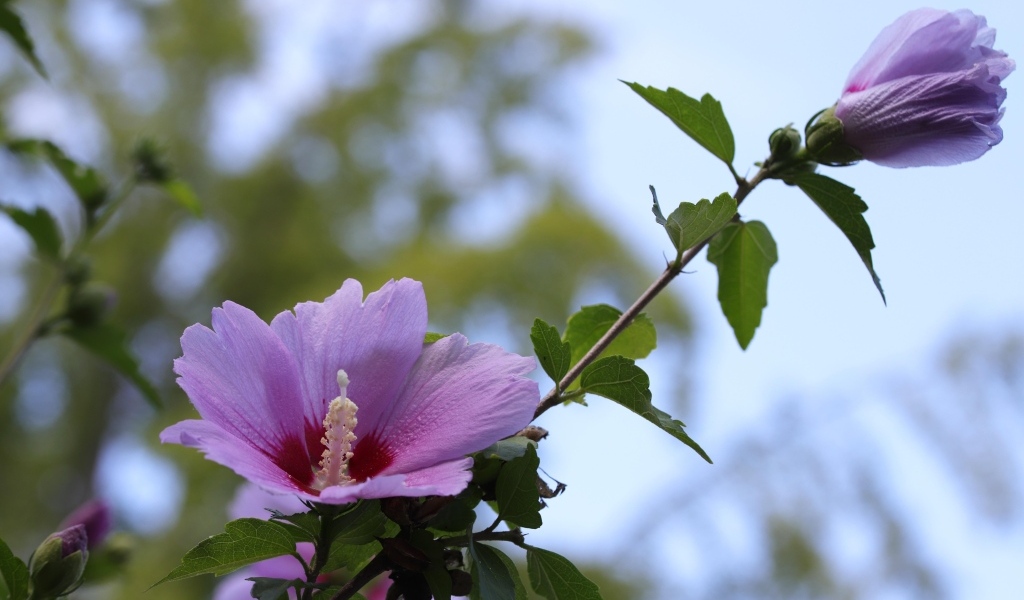 Розовые цветы гибискуса  на клумбе