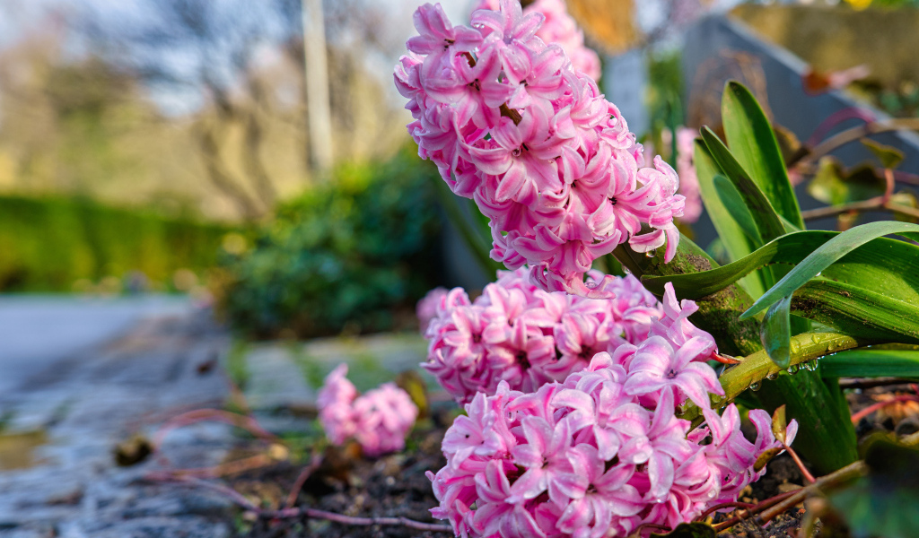 Розовые цветы гиацинта после дождя