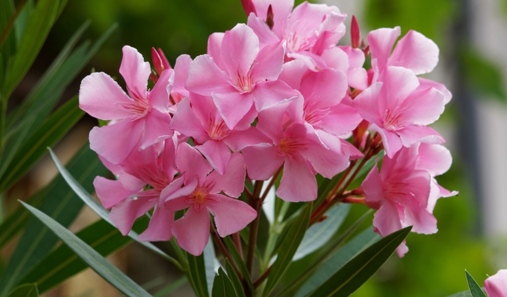 Розовые цветы олеандр крупным планом