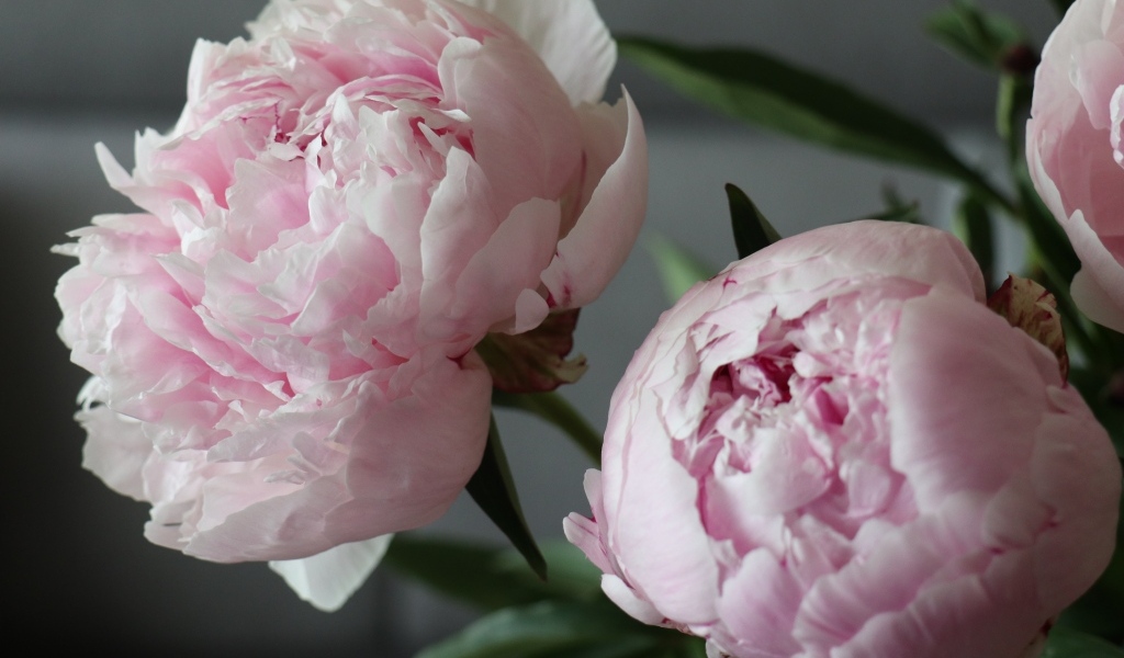 Розовые пионы в комнате крупным планом