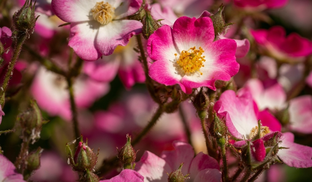 Розовые цветы шиповника крупным планом