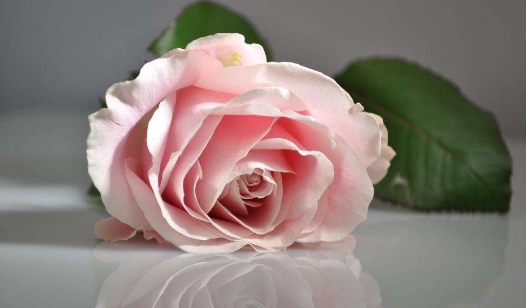 Розовая роза отражается в серой поверхности