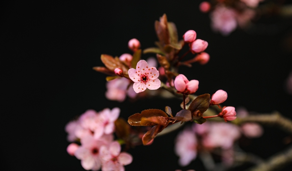 Розовые весенние цветы на ветках на черном фоне
