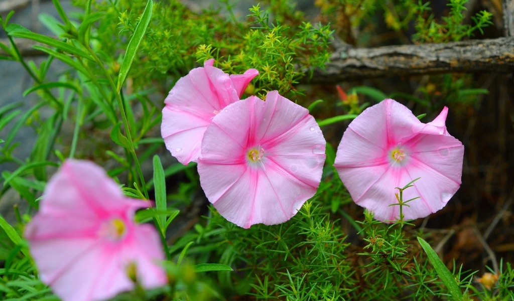 Розовые полевые цветы в зеленой траве