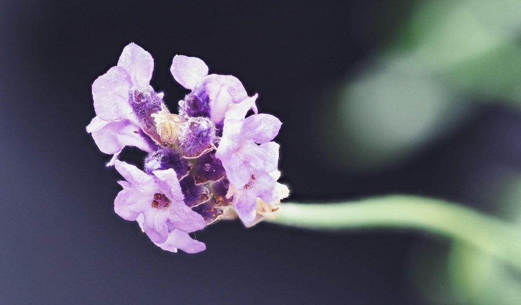 Розовый полевой цветок крупным планом