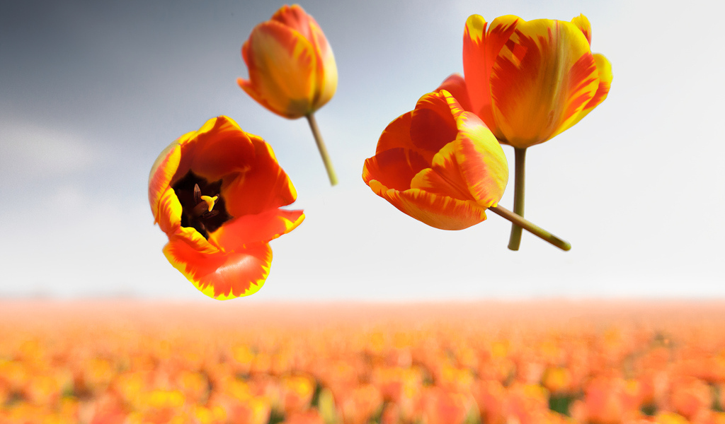 Сорванные цветы тюльпана в воздухе