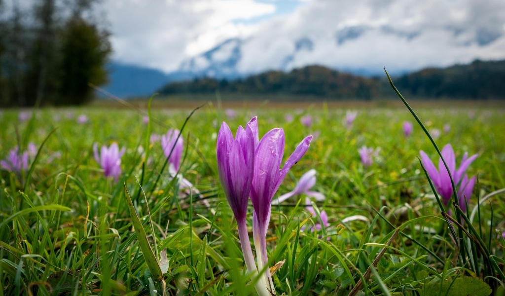 Фиолетовые нежные крокусы на поляне на фоне гор 