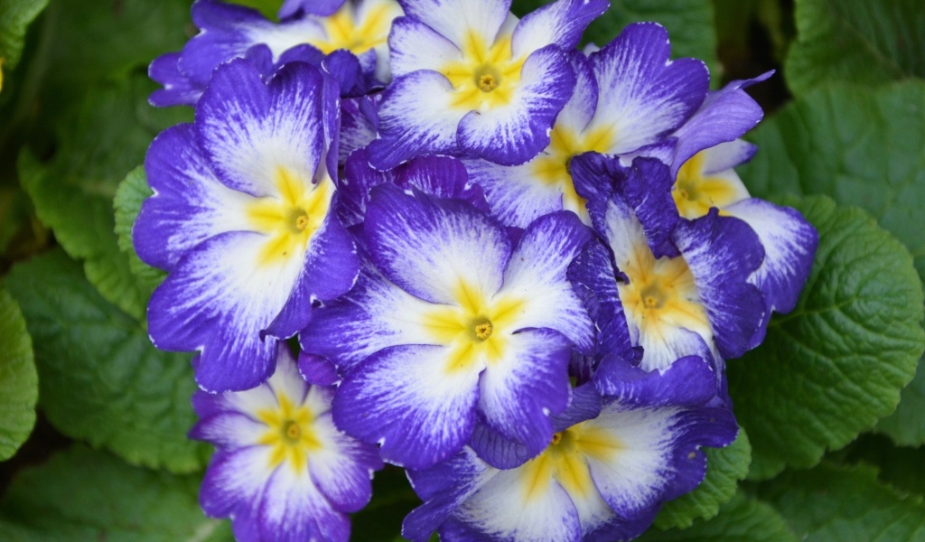 Фиолетовый комнатный цветок примула крупным планом