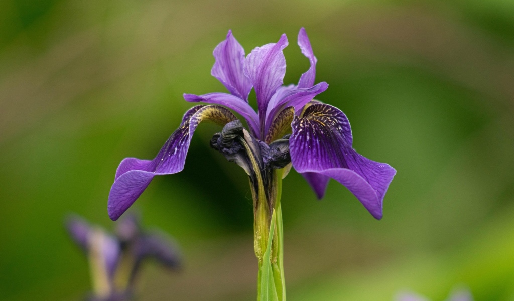 Фиолетовый цветок ириса крупным планом
