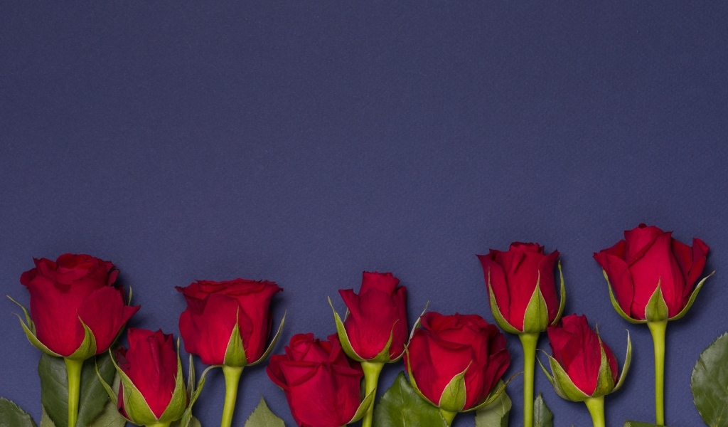Красные английские розы на синем фоне