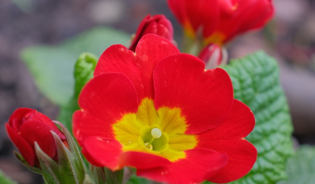 Красный комнатный цветок примула с бутонами