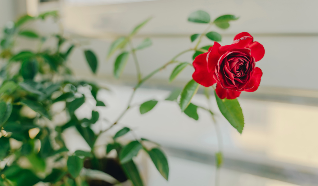 Красный цветок комнатной розы