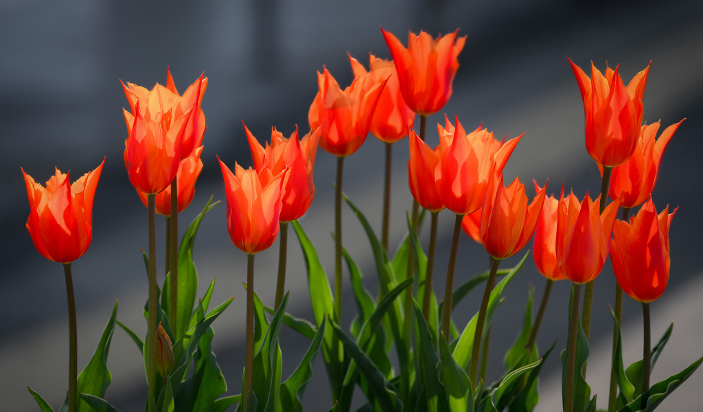 Красные тюльпаны в лучах солнца на клумбе весной