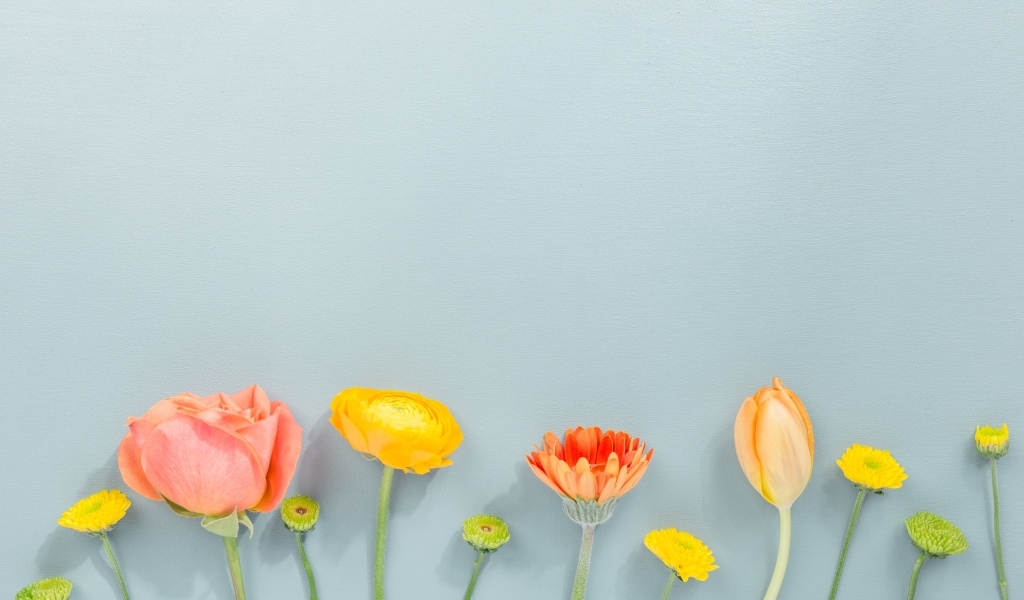 Роза, герберы и тюльпан на сером фоне