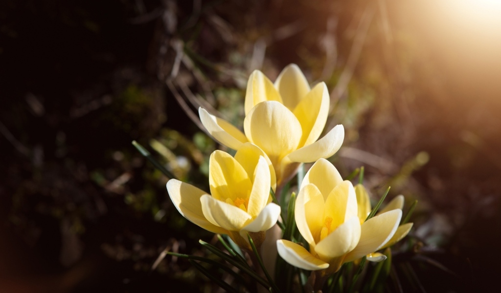 Маленькие милые весенние желтые цветы крокуса