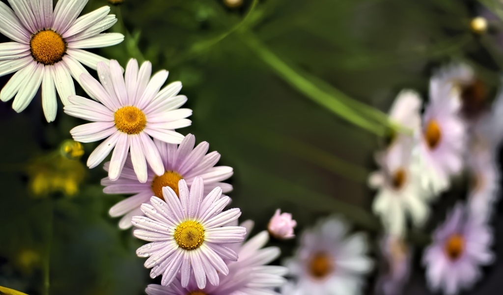 Маленькие белые ромашки для фона