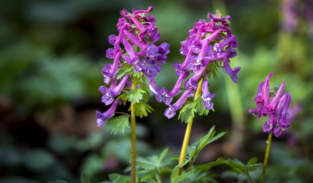 Первые весенние лесные цветы