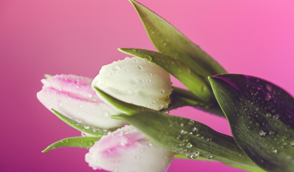 Три тюльпана в каплях воды на розовом фоне