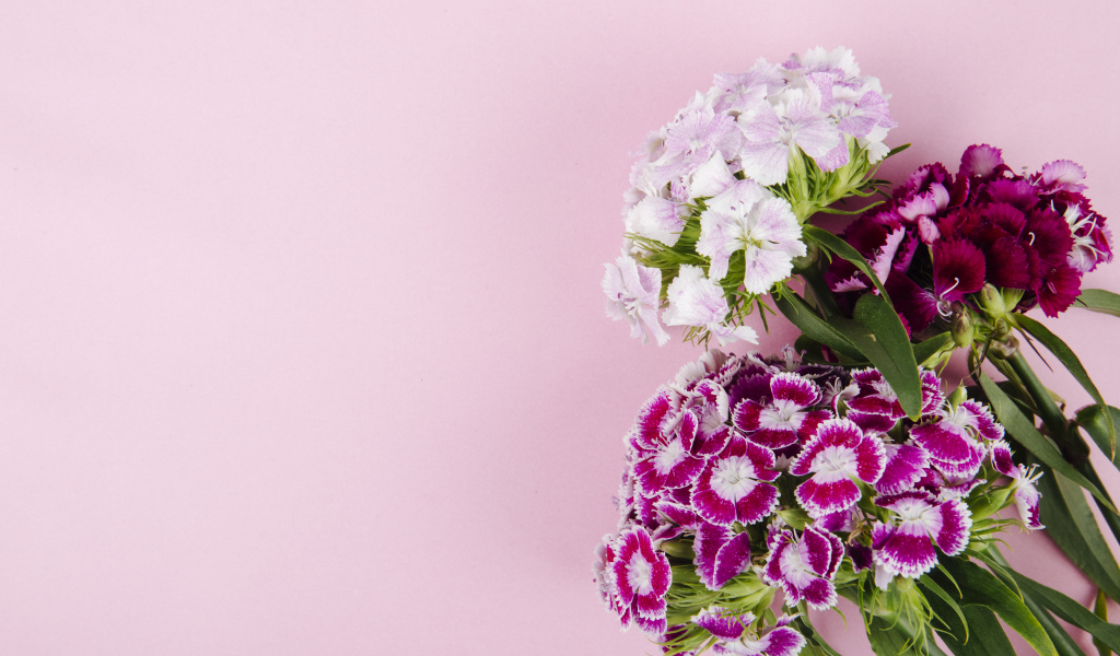 Цветы турецкой гвоздики на розовом фоне