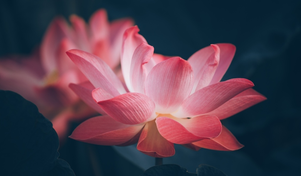 Два нежных цветка розового лотоса