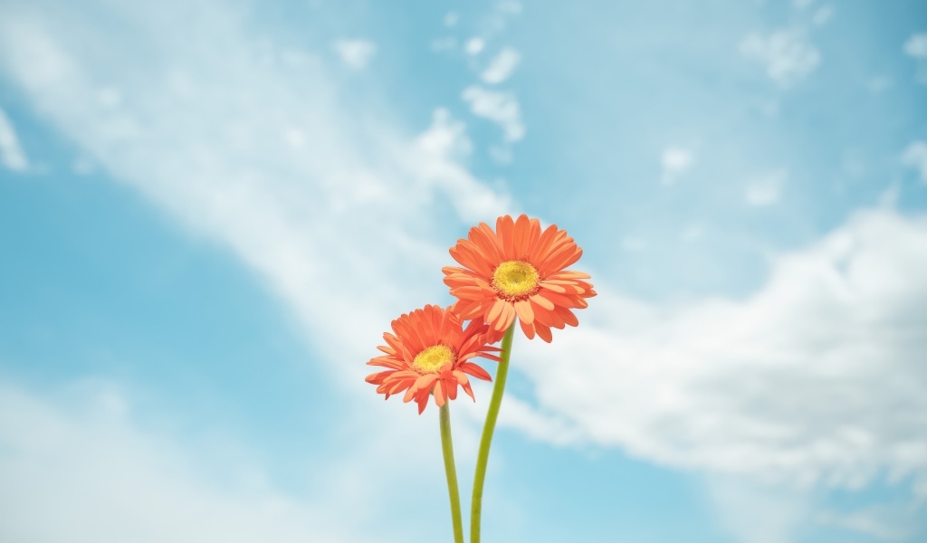 Два цветка герберы на фоне неба