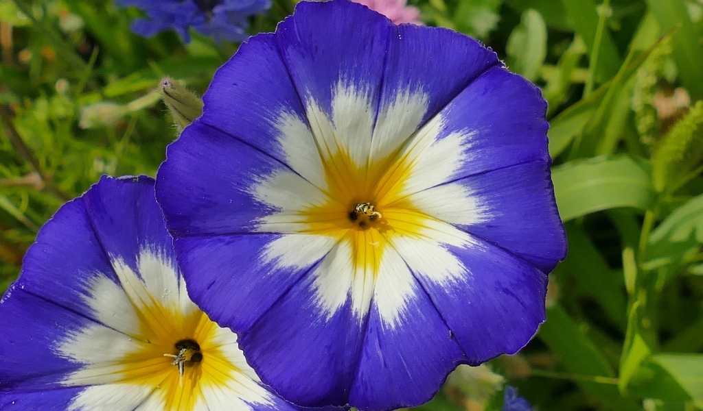 Два крупных цветка ипомеи