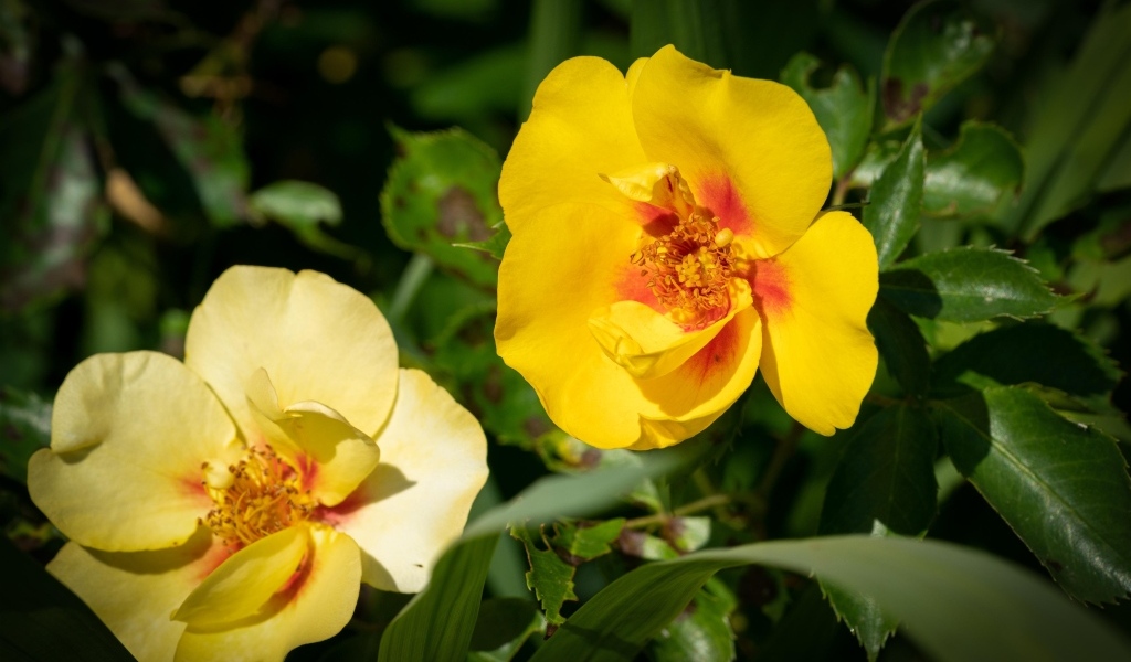 Две желтые парковые розы крупным планом