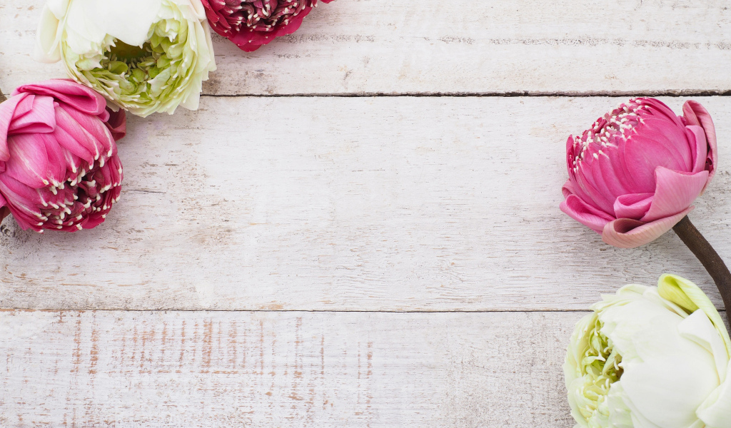 Цветы белого и розового лотоса на деревянном фоне