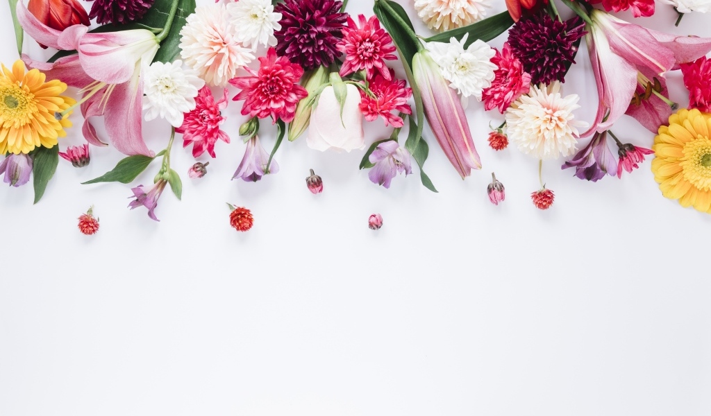 Белый фон со свежими разноцветными цветами