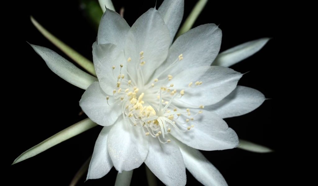 Белый цветок кактуса на черном фоне